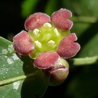 Euonymus walkeri Wight